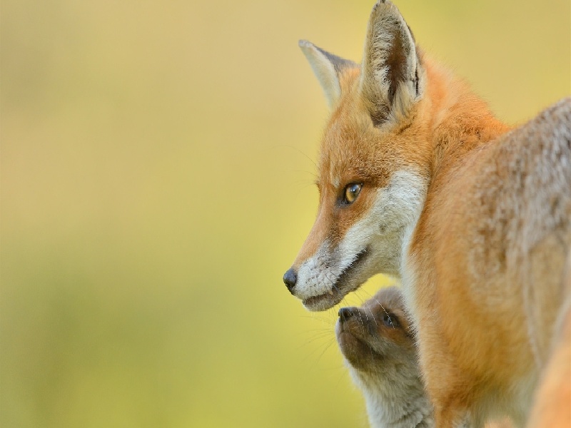 试管检查多久的重做，试管婴儿红会费用
